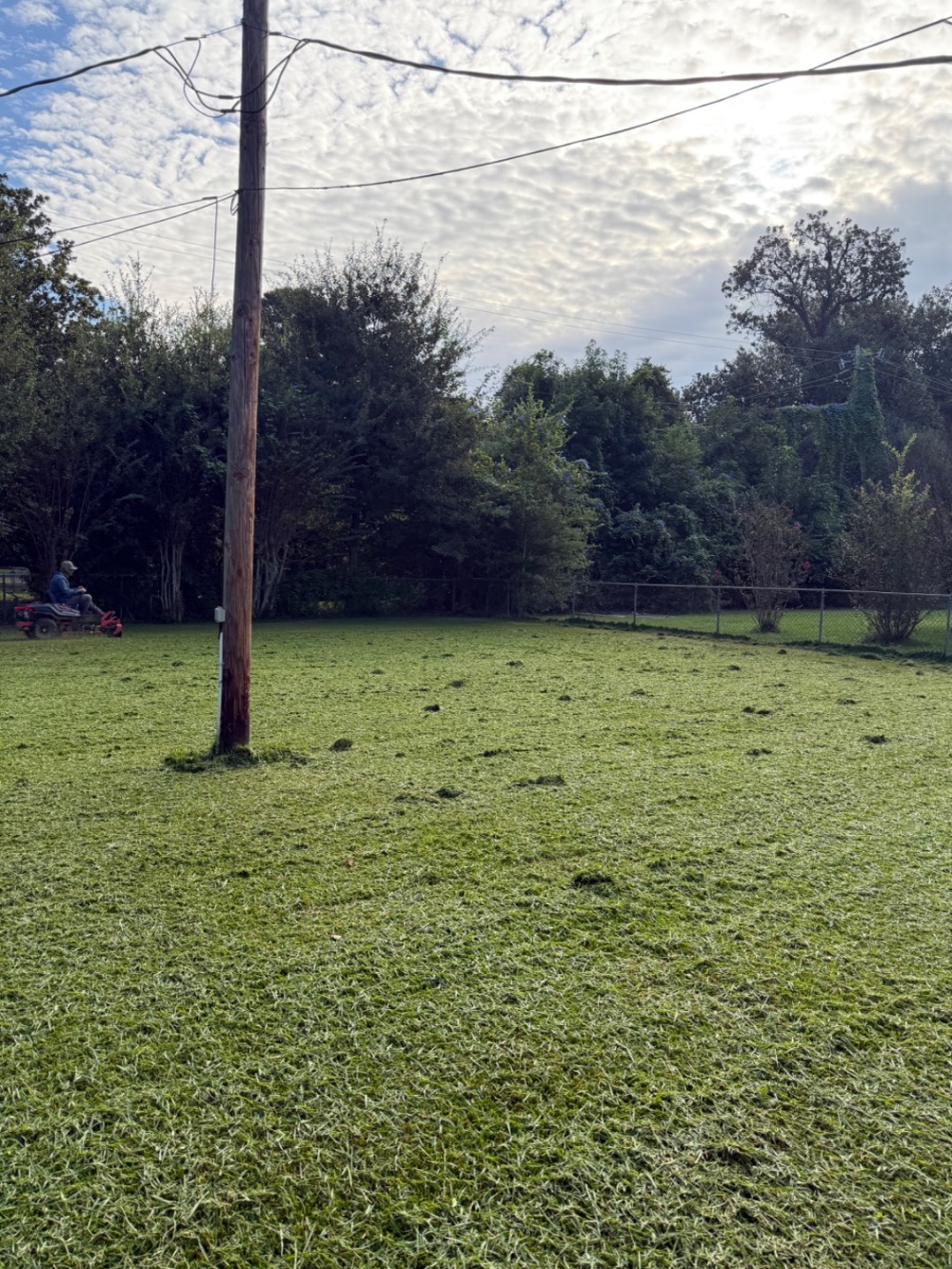 Lawn before mowing - Before