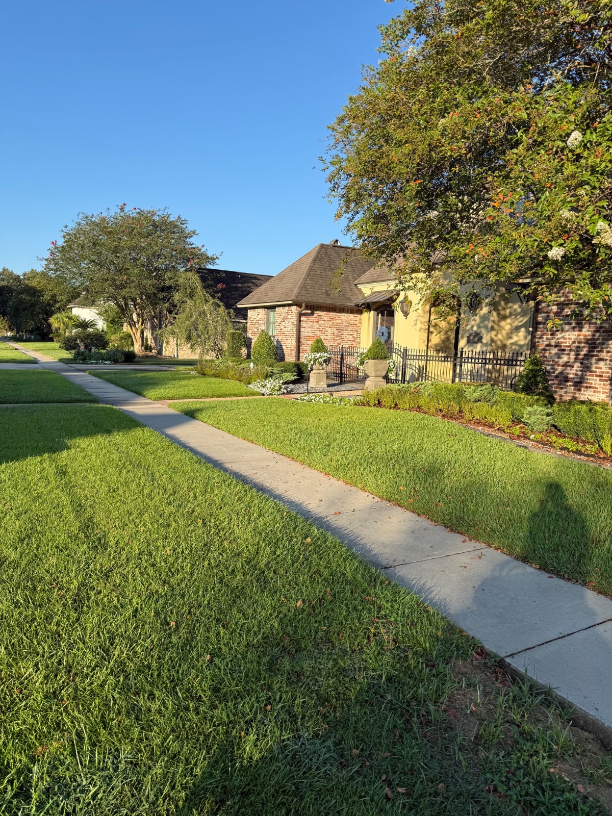 Lawn Mowing & Edging transformation Before